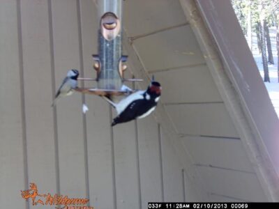 Being Educated By Wildlife And Birds Image